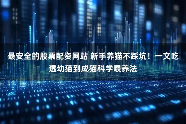 最安全的股票配资网站 新手养猫不踩坑!一文吃透幼猫到成猫科学喂养法